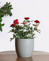 Red flower rose plant